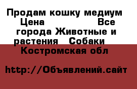 Продам кошку медиум › Цена ­ 6 000 000 - Все города Животные и растения » Собаки   . Костромская обл.